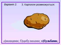 а)живцями; б)цибулинами; в)бульбами. 3. Картопля розмножується: в)бульбами; В...