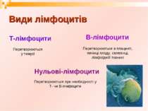 Види лімфоцитів Т-лімфоцити В-лімфоцити Нульові-лімфоцити Перетворюються у ти...