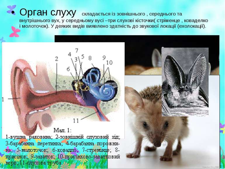 Орган слуху складається із зовнішнього , середнього та внутрішнього вух, у се...