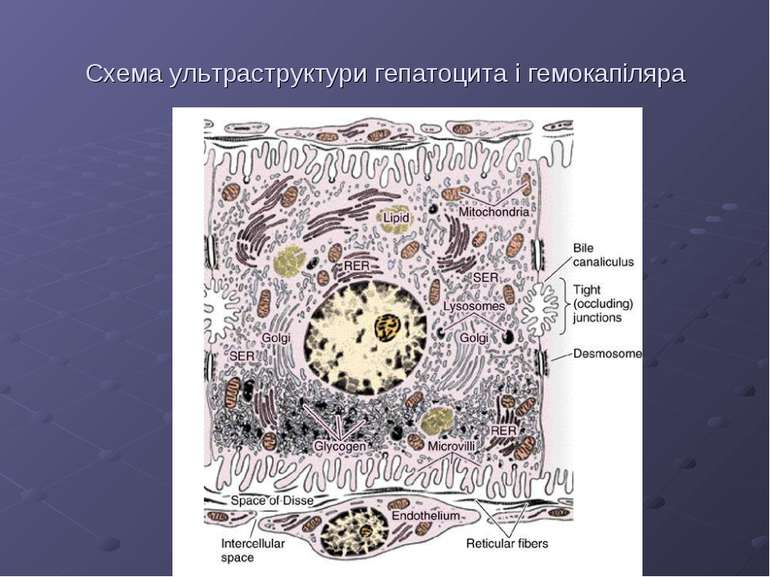 Схема ультраструктури гепатоцита і гемокапіляра