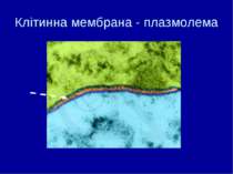 Клітинна мембрана - плазмолема