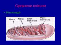 Органели клітини Мітохондрії