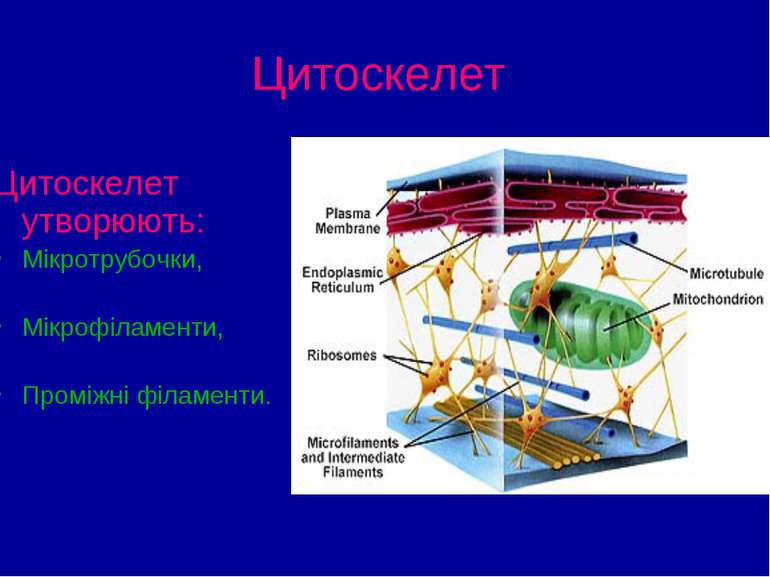 Цитоскелет Цитоскелет утворюють: Мікротрубочки, Мікрофіламенти, Проміжні філа...