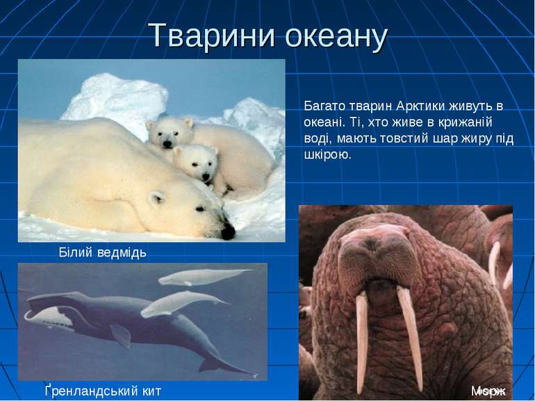 Тварини океану Ґренландський кит Білий ведмідь Морж Багато тварин Арктики жив...