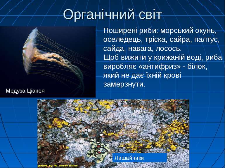 Органічний світ Лишайники Поширені риби: морський окунь, оселедець, тріска, с...
